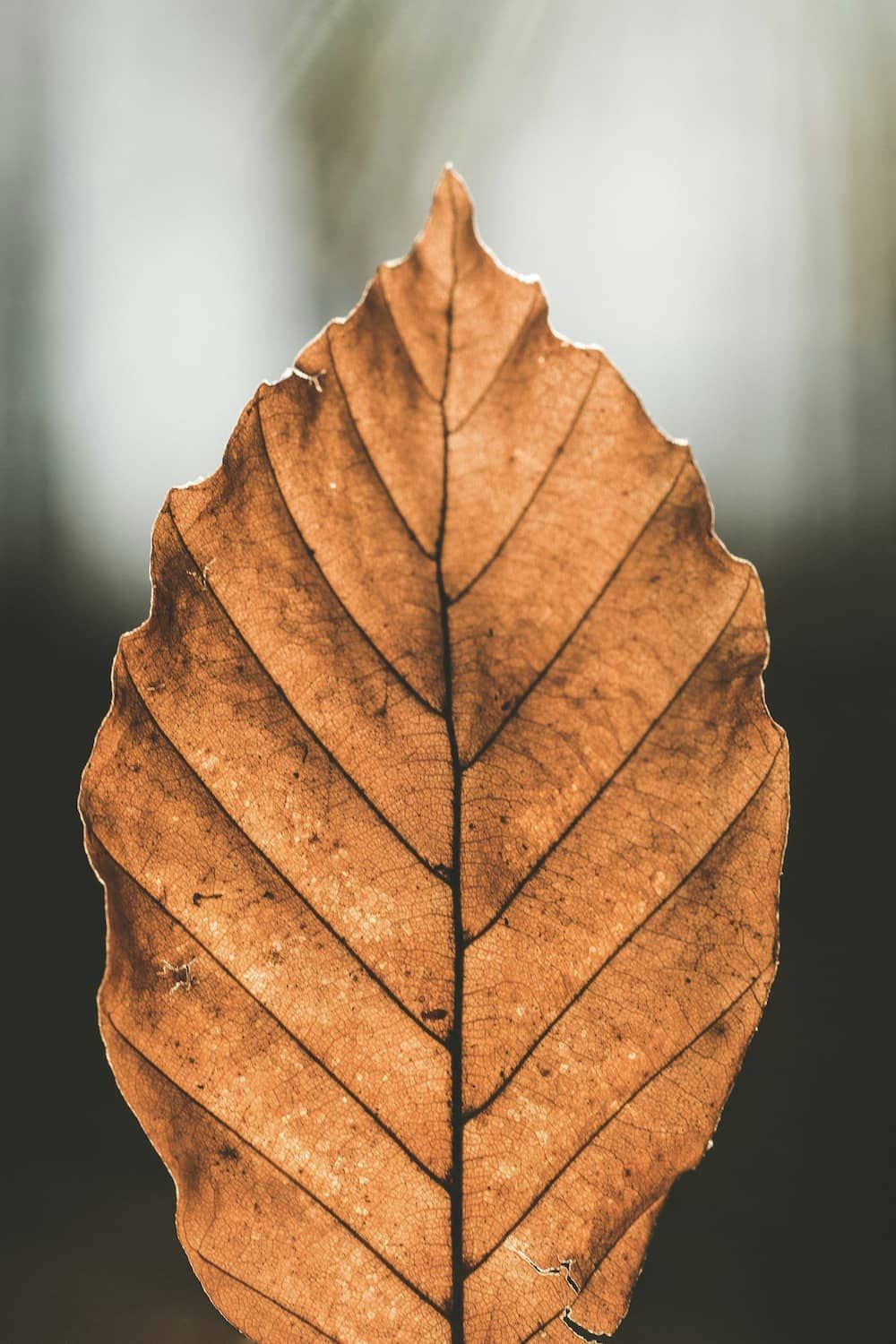 Feuille, coordonnées